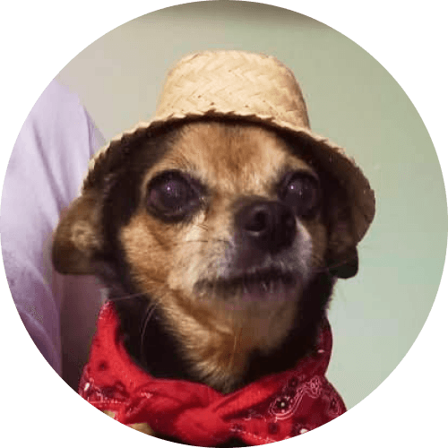 Dog wearing a straw hat and a bandana